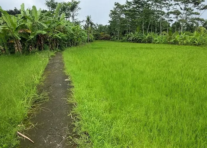 Villa Jungle Hideaway 3 - River Backyard Ubud